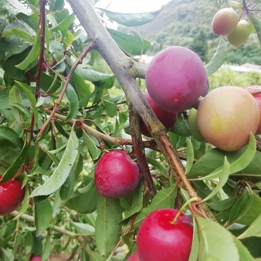 Finca Los Arcos Del Laurel Moya  Bagian luar foto