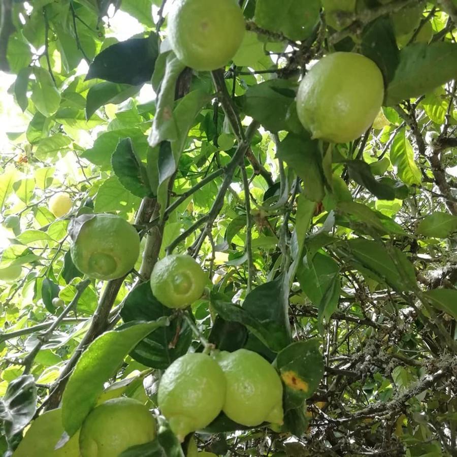 Finca Los Arcos Del Laurel Moya  Bagian luar foto