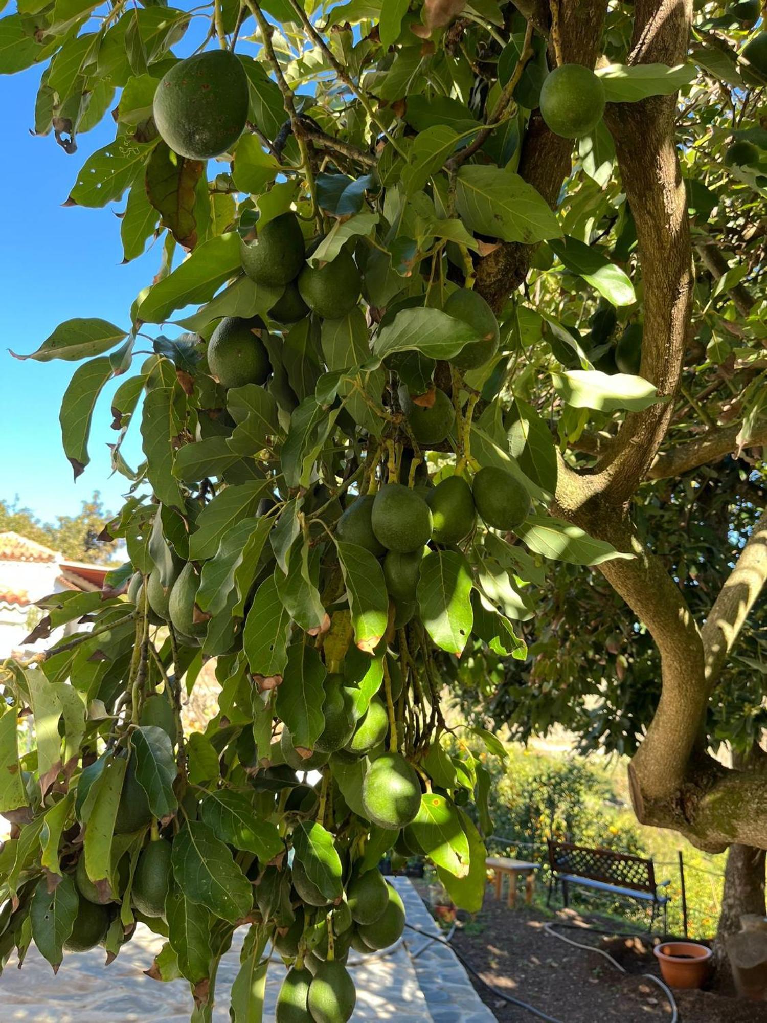 Finca Los Arcos Del Laurel Moya  Bagian luar foto
