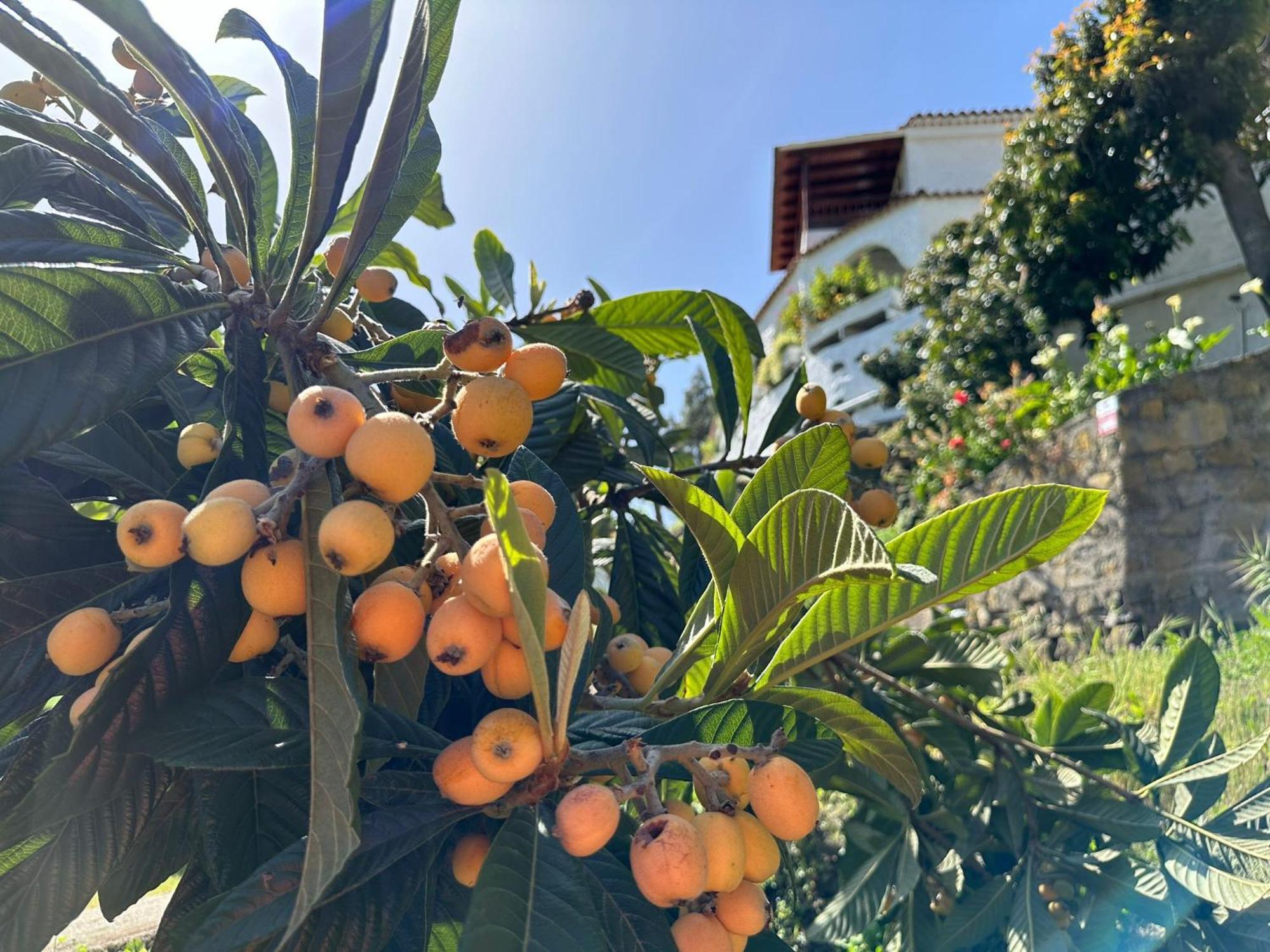 Finca Los Arcos Del Laurel Moya  Bagian luar foto